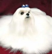 你不快樂嗎？那是因?yàn)槟銢]有養(yǎng)狗！