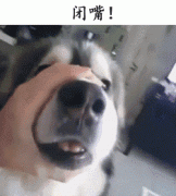 自從養(yǎng)了狗，撿屎官們就多了這些口頭禪……