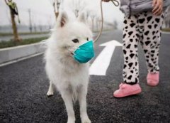 疫情下，如何保證寵物的安全？