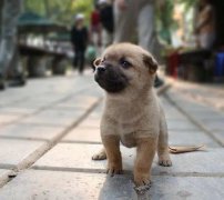 小奶狗剛到家一直叫怎么辦？