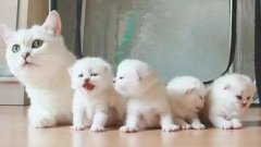 貓咪一生要經(jīng)歷的六個(gè)階段，你家貓?zhí)幱谀膫€(gè)時(shí)期？