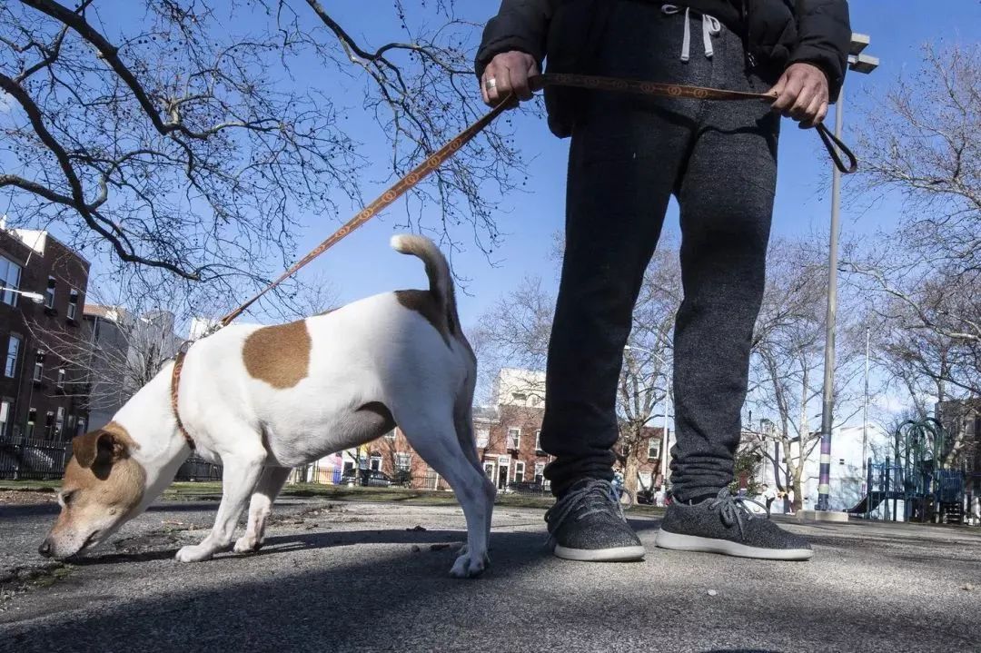 文明養(yǎng)犬知多少？切記做到“寵愛”有方~